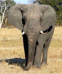 Big 5 Game reserve
