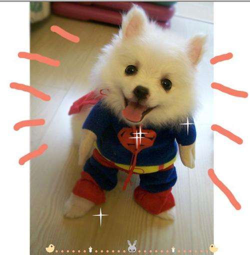 Fashionable Dog Cloth Superman Style for Small to Medium Dogs - Size Small Only