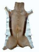 Springbok Hide, Export Quality