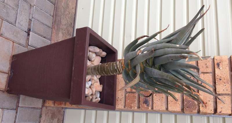 3x Kokerboome (Aloe dichotoma)