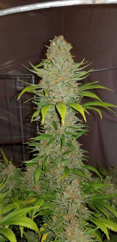 cannabis seeds