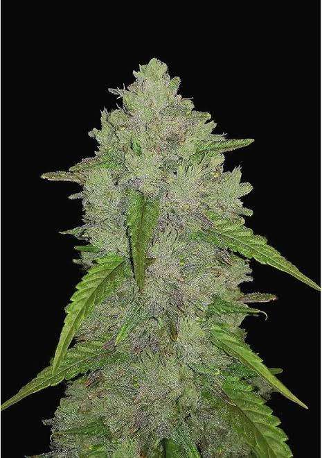 cannabis seeds