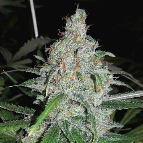 cannabis seeds