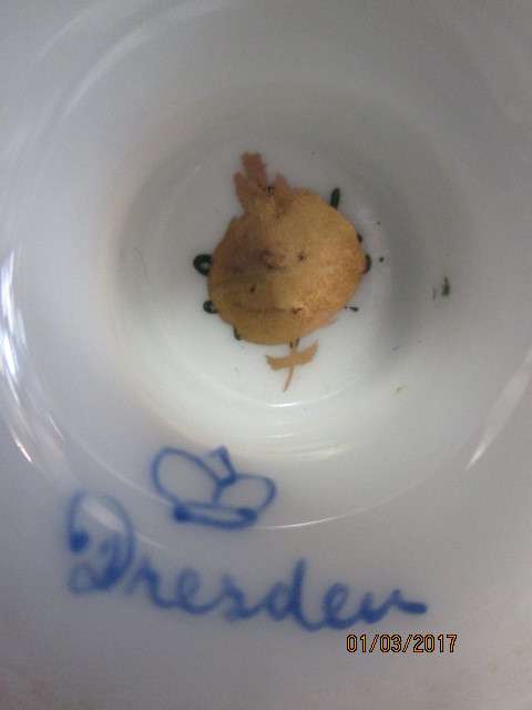Dresden cup and saucer
