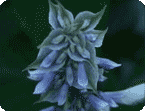 Salvia Divinorum 500mg x 20 - Free Shipping .