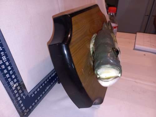 Big Mouth Billy  Bass Singing fish