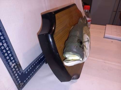 Big Mouth Billy  Bass Singing fish