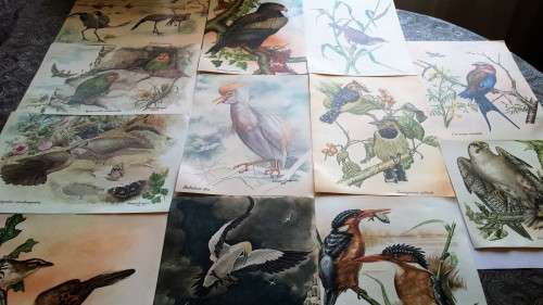 Norman Neumann, 12 Watercolours of South African Wild Birds by Norman Neumann
