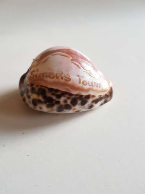Painted Shell, Simons Town