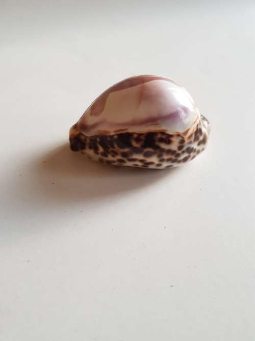 Painted Shell, Simons Town
