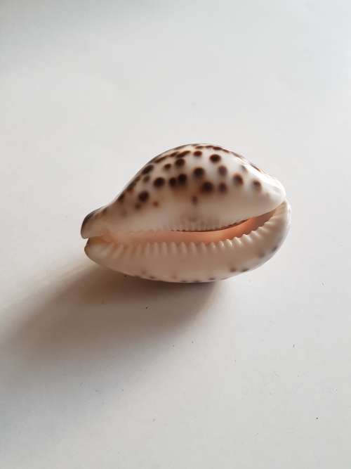 Painted Shell, Simons Town