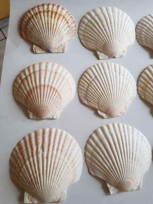 Clam Shells x 12