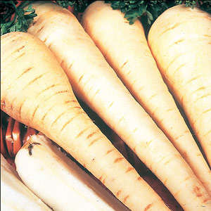 PARSNIP WHITE GEM (250 seeds)