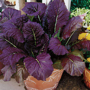 Mustard Red Giant