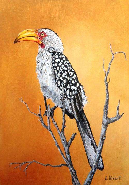 Yellow-Billed Hornbill