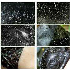 Pilaten 60g blackhead extraction removal black face mask.Wholesale From factory to you. Retail R220