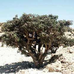 30ml Bottle Essential FRANKINCENSE OIL (COMMON)