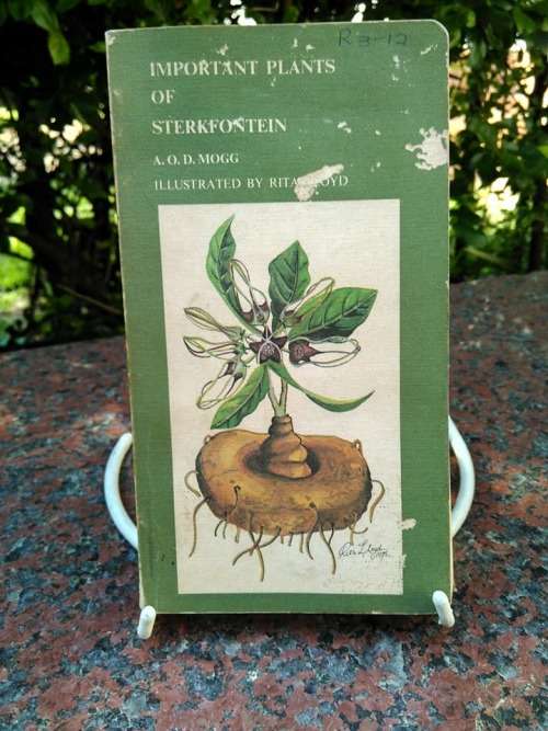 MOGG, A.O.D. - Important Plants of Sterkfontein - (Paperback)
