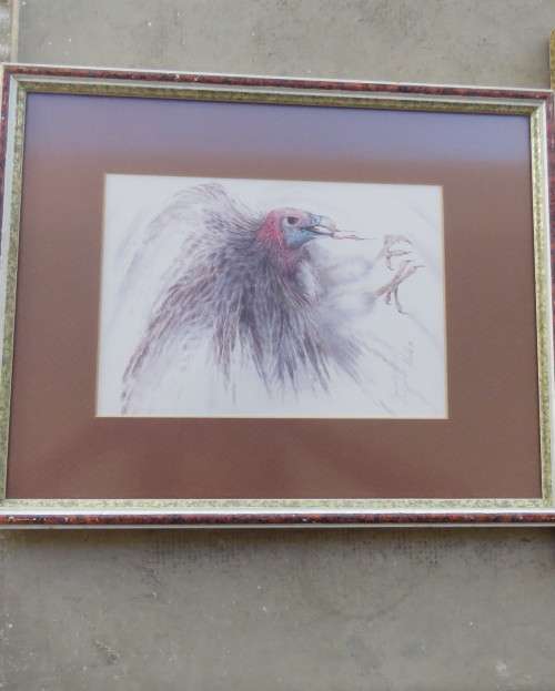 Set of 2 stunning pencil drawings from 1992. Lappet faced Vulture and Pel`s Fishing Owl. As new.