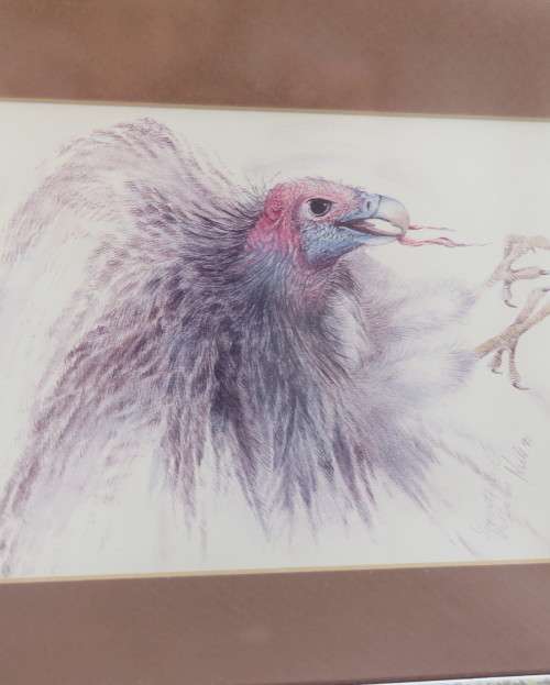 Set of 2 stunning pencil drawings from 1992. Lappet faced Vulture and Pel`s Fishing Owl. As new.
