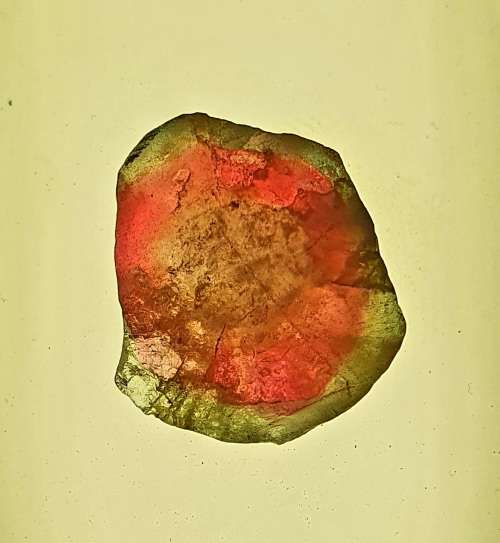 TOURMALINE BI COLOR- WATER MELON RAW CRYSTAL. 5.90 GRAMS. 6 MM LONG X 7 MM CIRC.