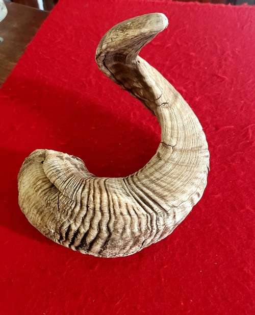 HUGE SHEEP RAMS HORN ! IDEAL FOR MAKING A SHOFAR !! 65 CM LONG.