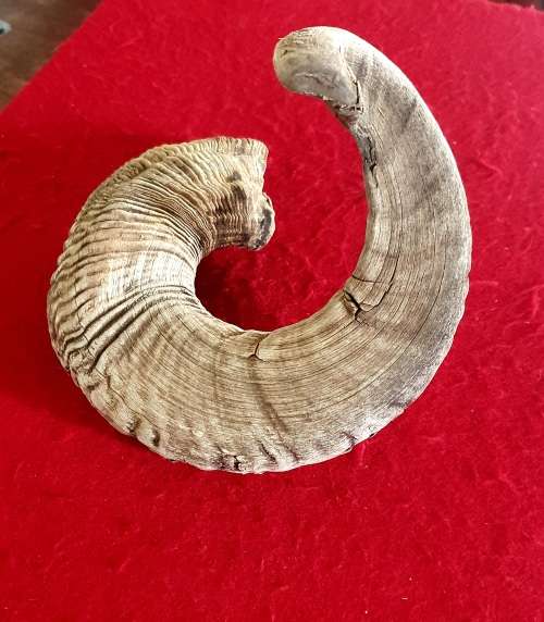 HUGE SHEEP RAMS HORN ! IDEAL FOR MAKING A SHOFAR !! 65 CM LONG.
