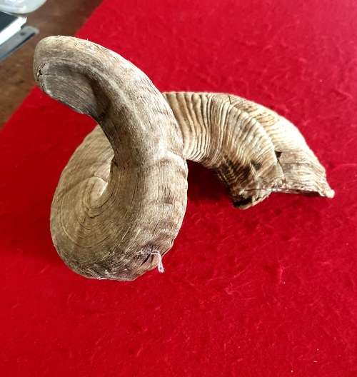 HUGE SHEEP RAMS HORN ! IDEAL FOR MAKING A SHOFAR !! 65 CM LONG.