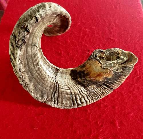 HUGE SHEEP RAMS HORN ! IDEAL FOR MAKING A SHOFAR !! 65 CM LONG.
