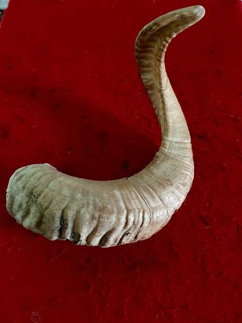 HUGE SHEEP RAM HORN ! IDEAL FOR MAKING A SHOFAR !! 50 CM LONG.