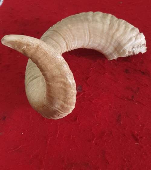HUGE SHEEP RAM HORN ! IDEAL FOR MAKING A SHOFAR !! 50 CM LONG.