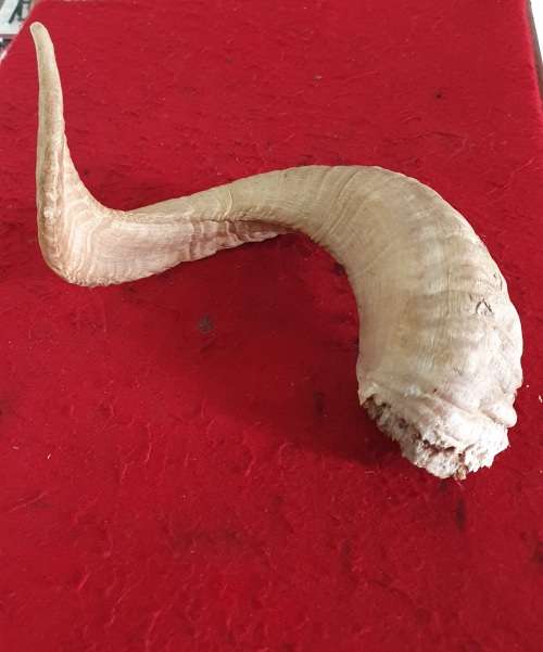 HUGE SHEEP RAM HORN ! IDEAL FOR MAKING A SHOFAR !! 50 CM LONG.