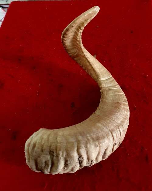 HUGE SHEEP RAM HORN ! IDEAL FOR MAKING A SHOFAR !! 50 CM LONG.