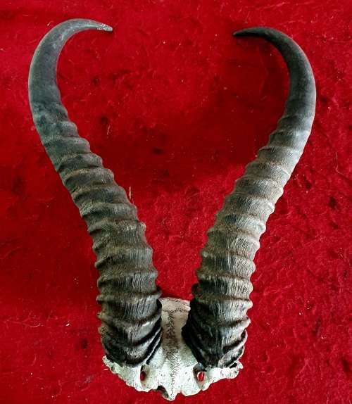 90 MORE ITEMS ON SAME AUCTION !! BIG SPRINGBOK RAM HORNS ! IDEAL FOR BAR / MANCAVE