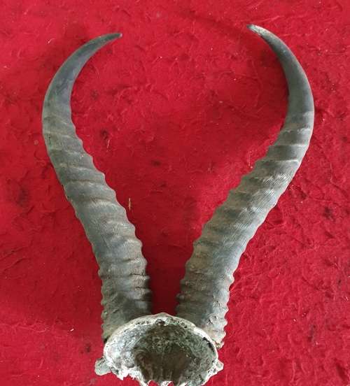 90 MORE ITEMS ON SAME AUCTION !! BIG SPRINGBOK RAM HORNS ! IDEAL FOR BAR / MANCAVE