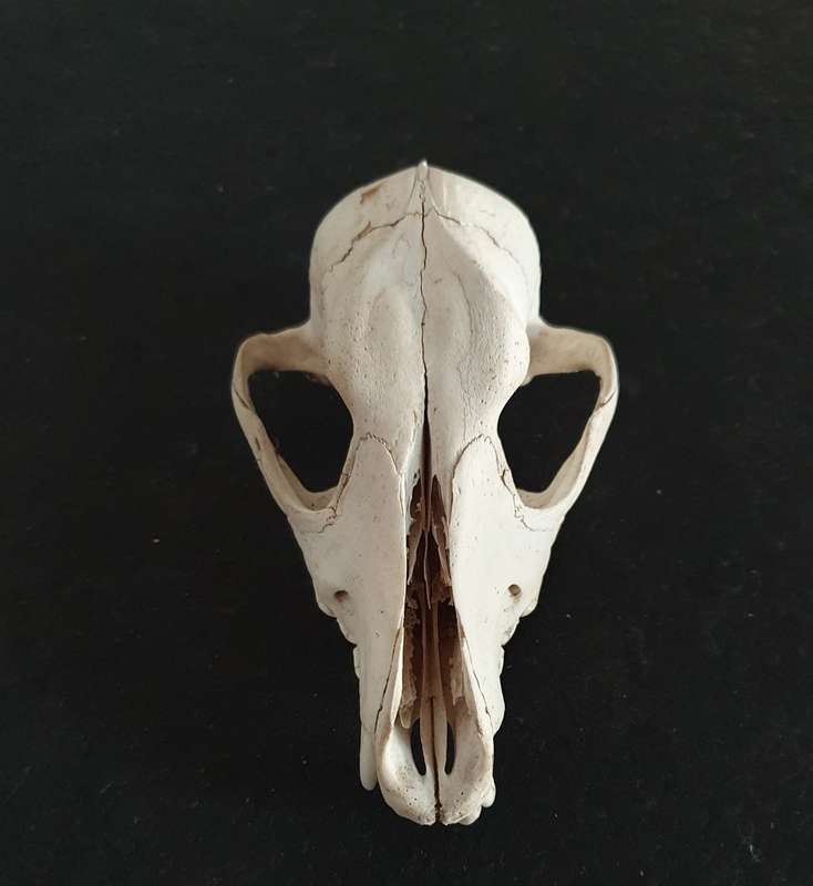 HUGE PRESERVED JACKAL SKULL. IDEAL FOR MANCAVE !!