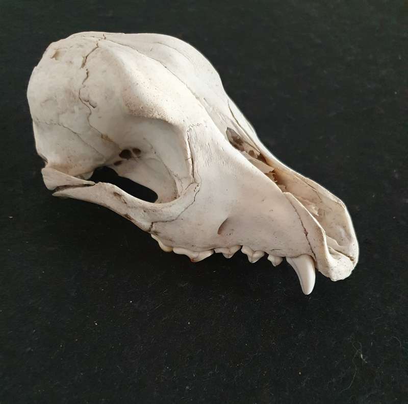 HUGE PRESERVED JACKAL SKULL. IDEAL FOR MANCAVE !!