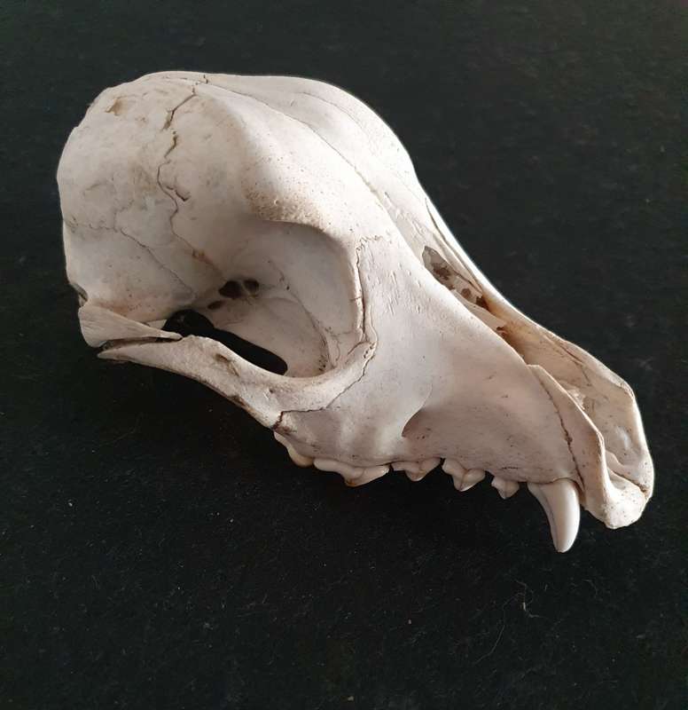 HUGE PRESERVED JACKAL SKULL. IDEAL FOR MANCAVE !!