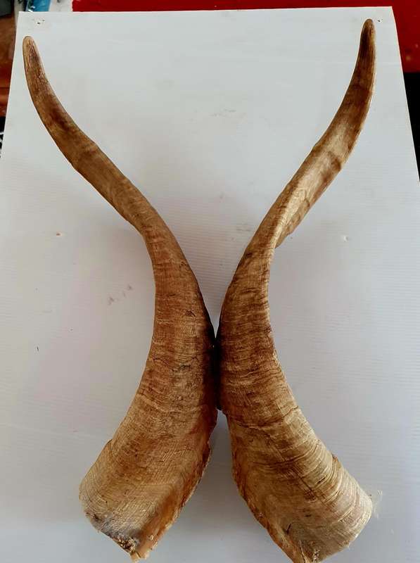 2 X HUGE GOAT RAM HORNS !! OVER 40CM LONG !! IDEAL FOR MANCAVE !!