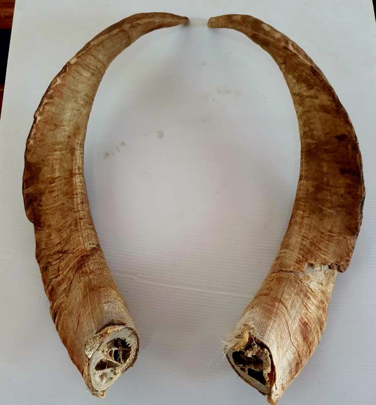 2 X HUGE GOAT RAM HORNS !! OVER 40CM LONG !! IDEAL FOR MANCAVE !!