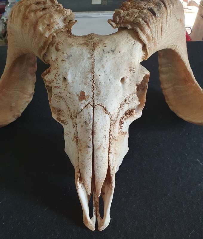 MASSIVE SHEEP RAM HORNS AND SKULL. OVER HALF A METER POINT TO POINT. IDEAL FOR ART OR MAN CAVE.