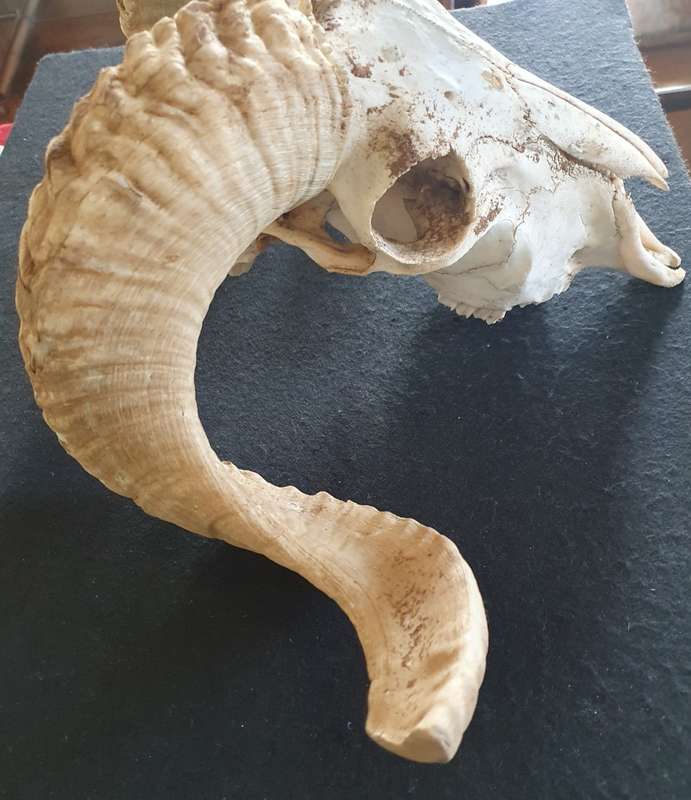 MASSIVE SHEEP RAM HORNS AND SKULL. OVER HALF A METER POINT TO POINT. IDEAL FOR ART OR MAN CAVE.