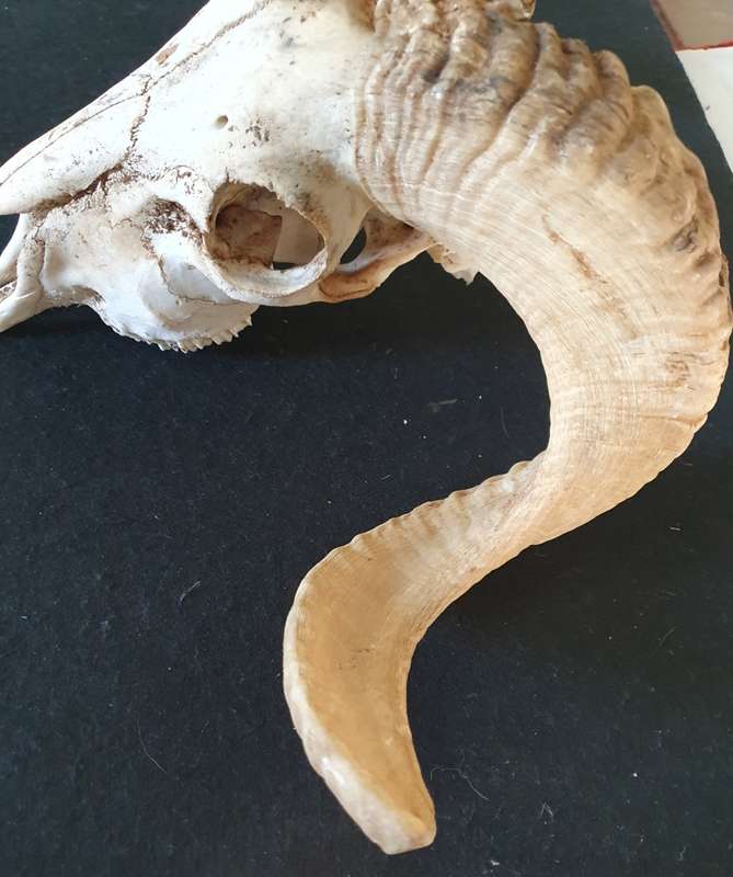 MASSIVE SHEEP RAM HORNS AND SKULL. OVER HALF A METER POINT TO POINT. IDEAL FOR ART OR MAN CAVE.