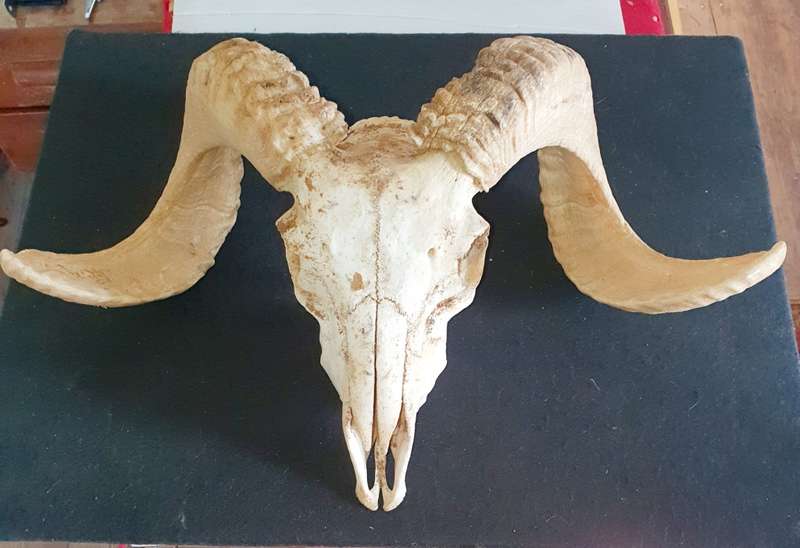 MASSIVE SHEEP RAM HORNS AND SKULL. OVER HALF A METER POINT TO POINT. IDEAL FOR ART OR MAN CAVE.