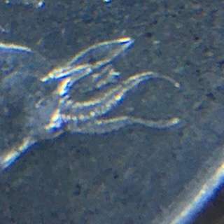 RARE TAG EAR R1 Coins.