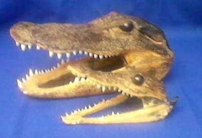 X2 CROCODILE SKULLS