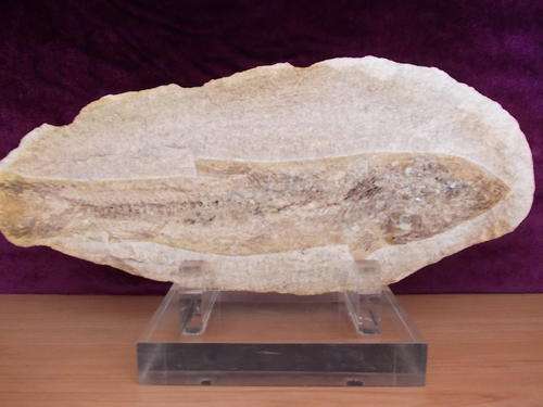 FOSSILIZED FISH