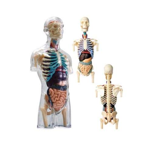 Human Anatomy - 8 Cleared torso