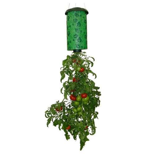 Tomato Grower