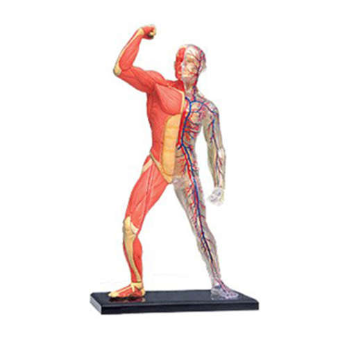 Human Muscle & Skeleton Model